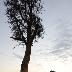 giardino5